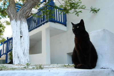Cat looking away in a building
