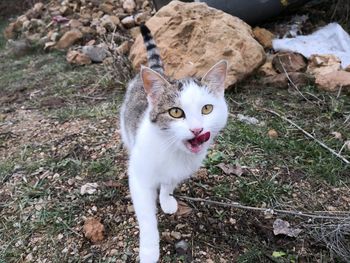 High angle portrait of cat on field