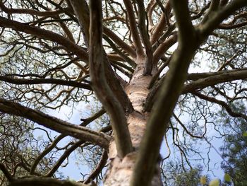 Low angle view of bare trees against sky