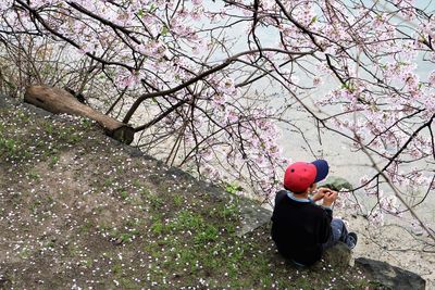 Boy sitting by cherry blossom tree