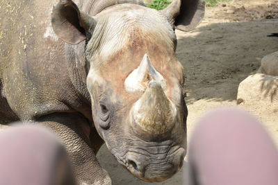 Close-up of a eastern black rhinoceros