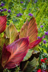 Close-up of multi colored flowering plants