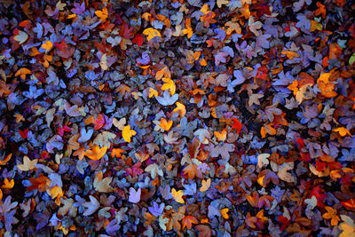 Full frame shot of autumnal leaves