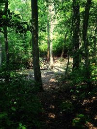 Trees in forest