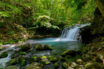 Scenic view of waterfall in forest