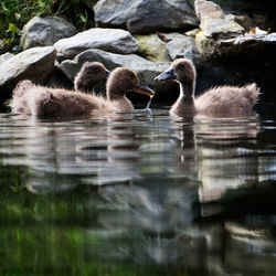 Ducks swimming in lake