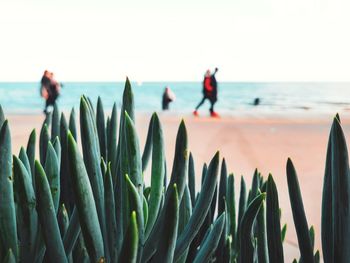 Green plants and sea in the background