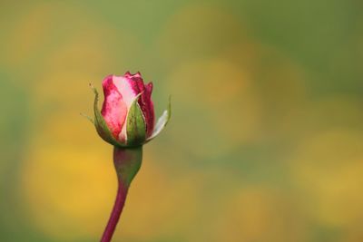 Close-up of pink flower