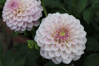 Close-up of pink flowers