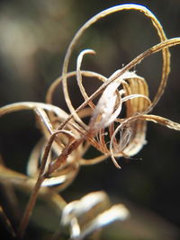 Close-up of plant