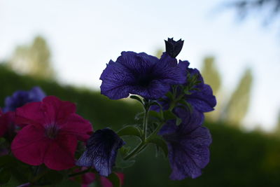 Close-up of purple flowers blooming outdoors