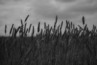 View of field against cloudy sky