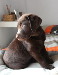 Close-up of dog sitting