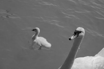 High angle view of swans swimming on lake