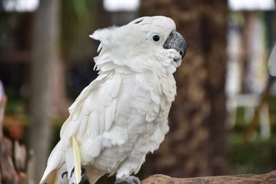 Close-up of a bird