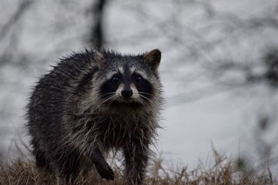 Portrait of meerkat on field