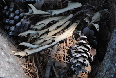 High angle view of dry leaves on field