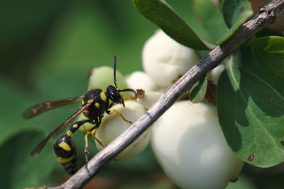 Close-up of insect on plant