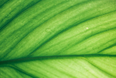 Full frame shot of green leaf