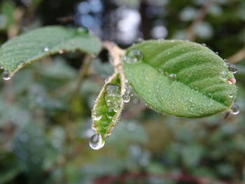 Close-up of water drops on plant leaves