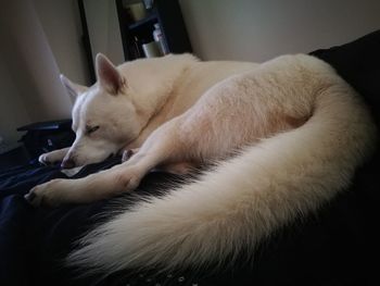Close-up of dog sleeping at home