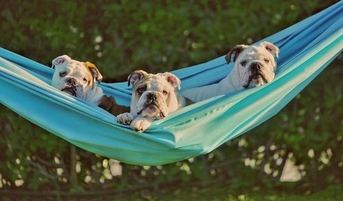 Portrait of english bulldogs relaxing on hammock