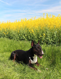 Black and bridle english bull terrier at a rape field