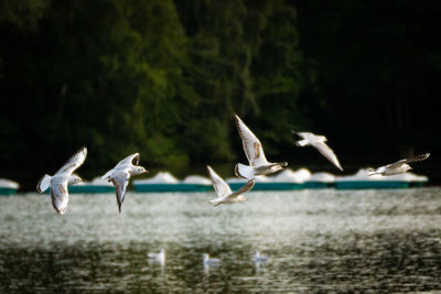 Seagulls flying over lake