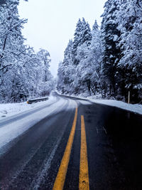 Surface level of road amidst trees during winter