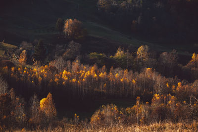 Scenic view of forest during autumn