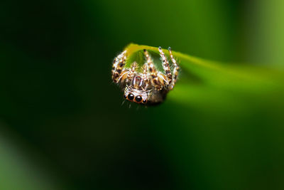 Close-up of spider