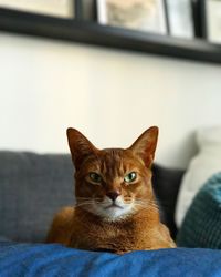 Portrait of cat sitting on sofa at home