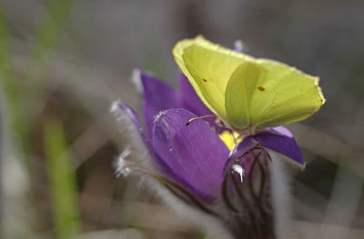 Close-up of purple pasqueflower wih butterfly