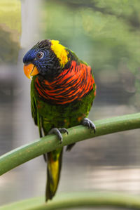 Close-up of parrot perching on leaf