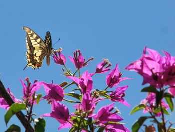 Close-up of butterfly on flowers against clear sky