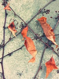 Close-up of maple leaves