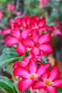 Close-up of pink flowers blooming outdoors