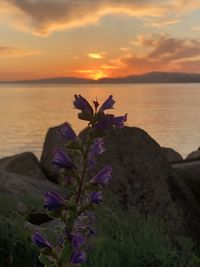 Flowering plant by sea against sky during sunset