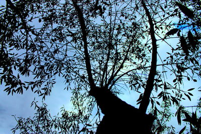 Low angle view of silhouette tree against sky