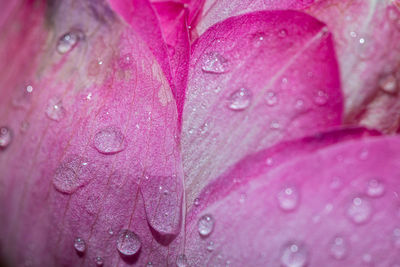 Close-up of water drops on pink flower petal