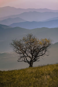 Tree on field by mountain against sky during sunset