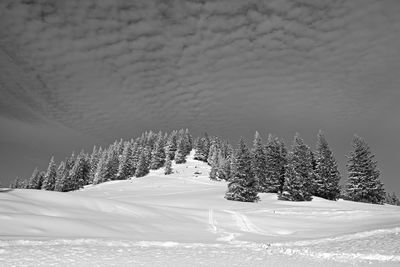 Pine trees on snow covered land against sky