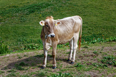 Cow standing in a field