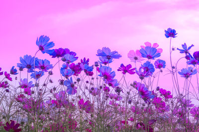 Close-up of pink flowering plants on field against sky