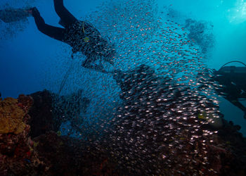 Scuba diving in sea