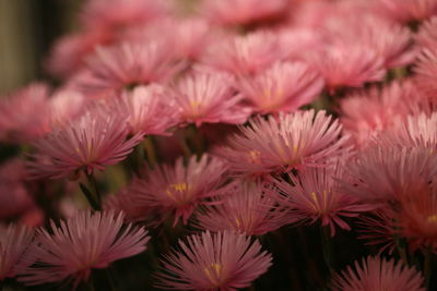 Close-up of pink flowering plants