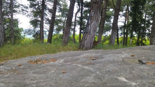 Road passing through forest