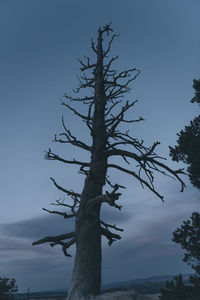 Low angle view of bare tree against sky