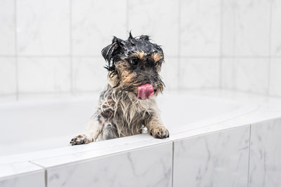 Dog looking away in bathroom