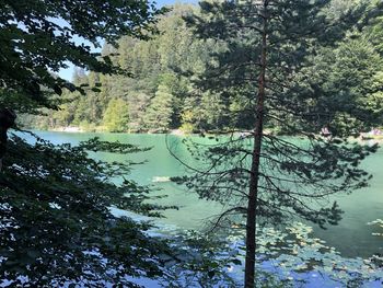 Scenic view of lake in forest